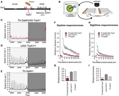 Transient Dysregulation of Dopamine Signaling in a Developing Drosophila Arousal Circuit Permanently Impairs Behavioral Responsiveness in Adults